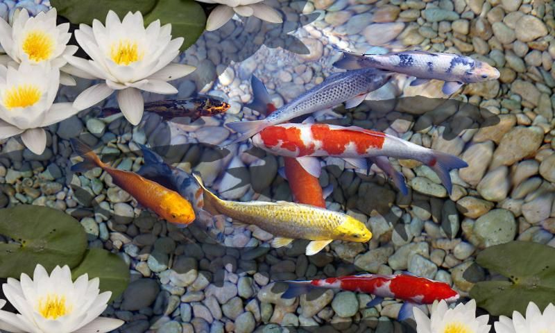 Image of koi fish