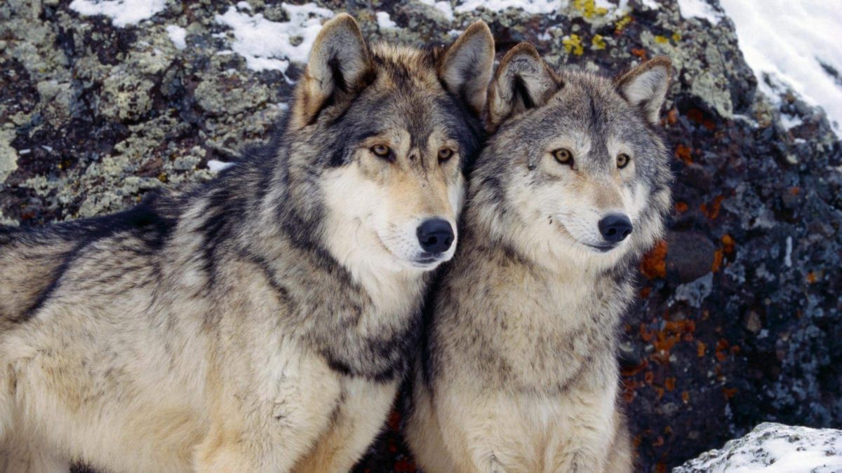 Image of two wolves