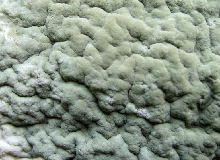 Image of fungus