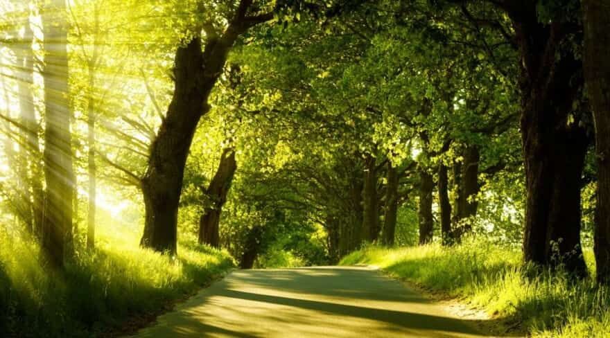 Image of a pathway with trees of either side